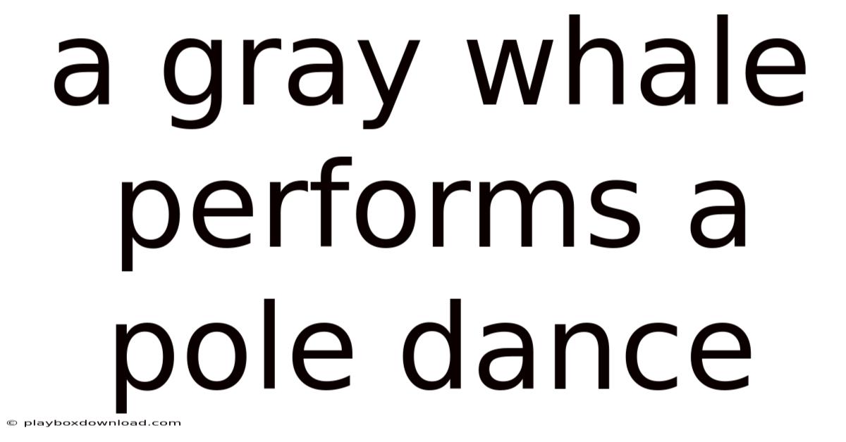 A Gray Whale Performs A Pole Dance