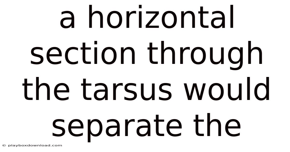 A Horizontal Section Through The Tarsus Would Separate The
