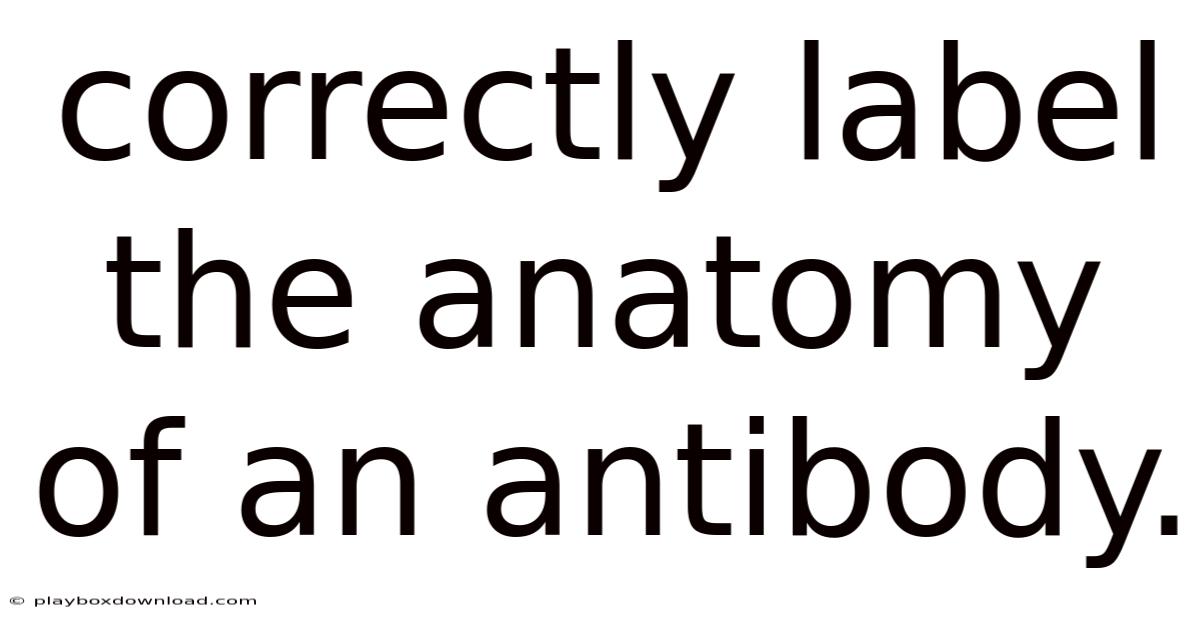 Correctly Label The Anatomy Of An Antibody.