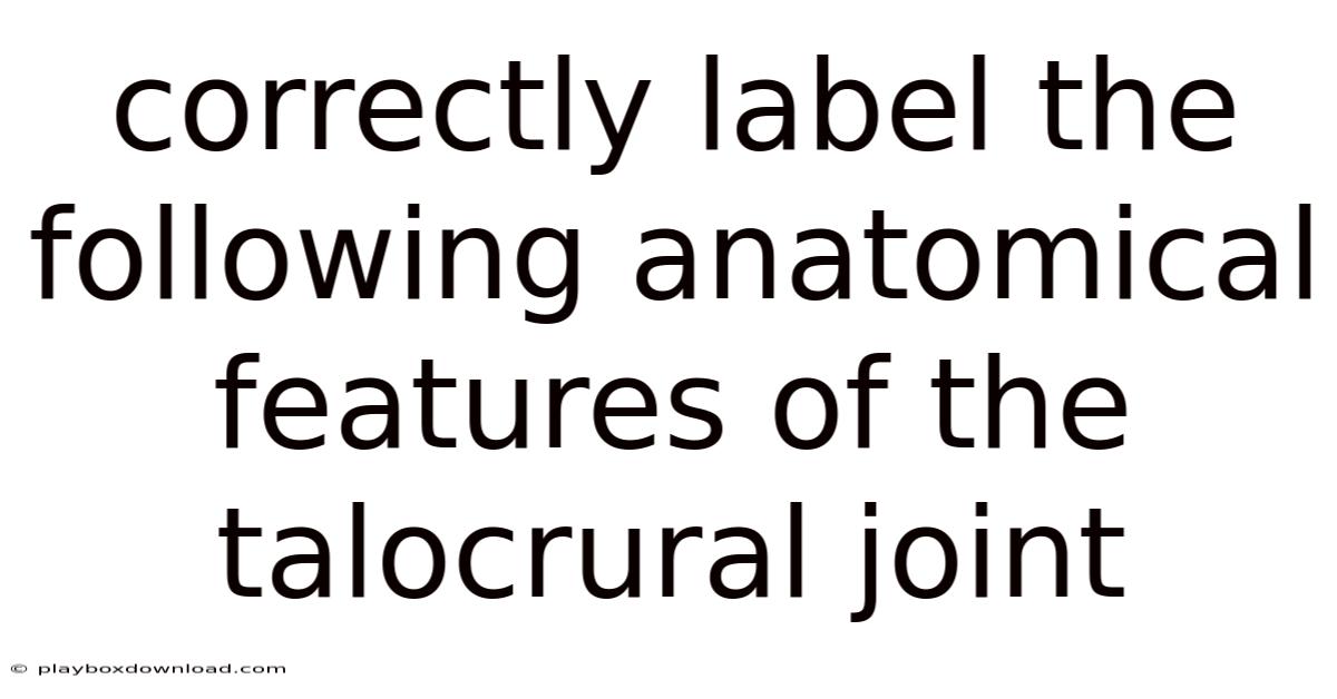Correctly Label The Following Anatomical Features Of The Talocrural Joint