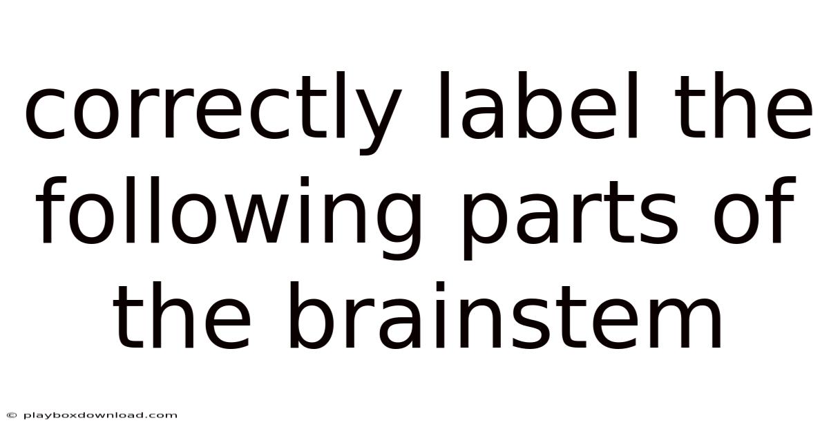 Correctly Label The Following Parts Of The Brainstem