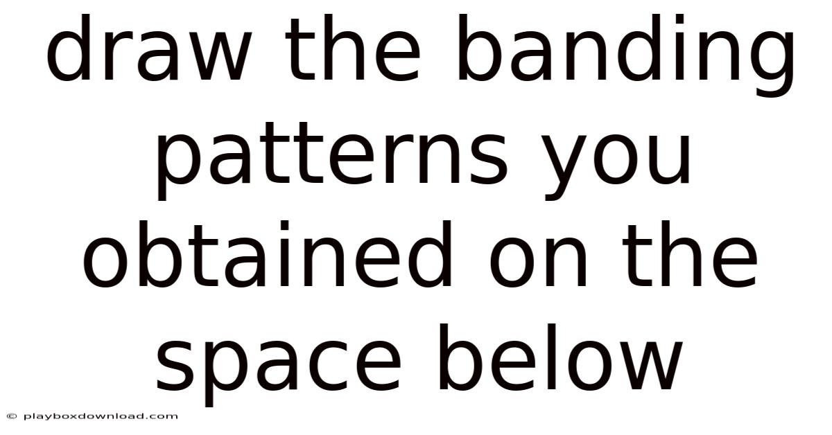 Draw The Banding Patterns You Obtained On The Space Below