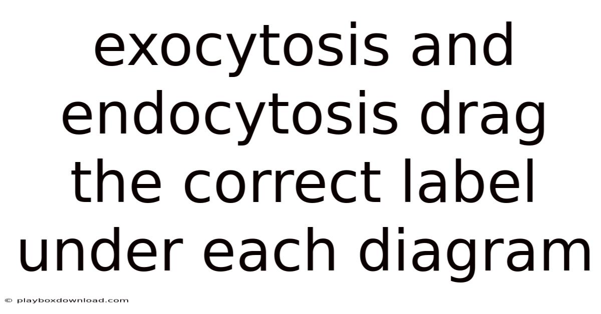 Exocytosis And Endocytosis Drag The Correct Label Under Each Diagram