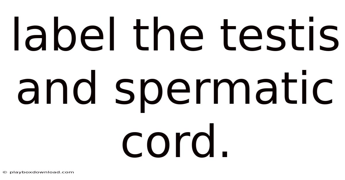Label The Testis And Spermatic Cord.