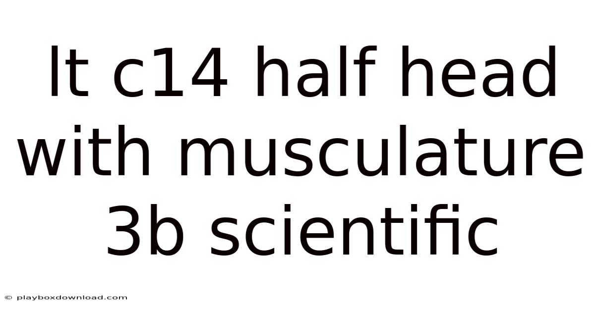 Lt C14 Half Head With Musculature 3b Scientific