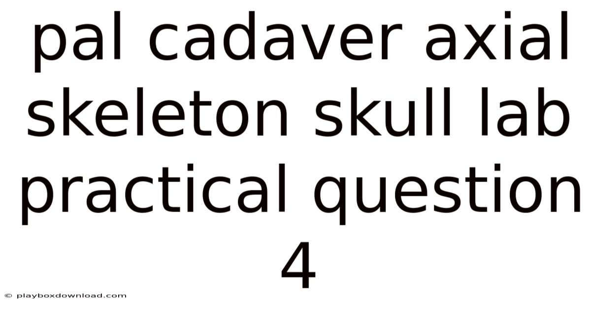 Pal Cadaver Axial Skeleton Skull Lab Practical Question 4
