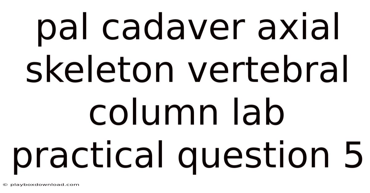 Pal Cadaver Axial Skeleton Vertebral Column Lab Practical Question 5