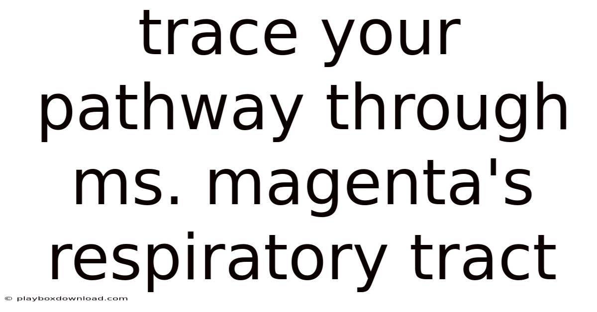 Trace Your Pathway Through Ms. Magenta's Respiratory Tract
